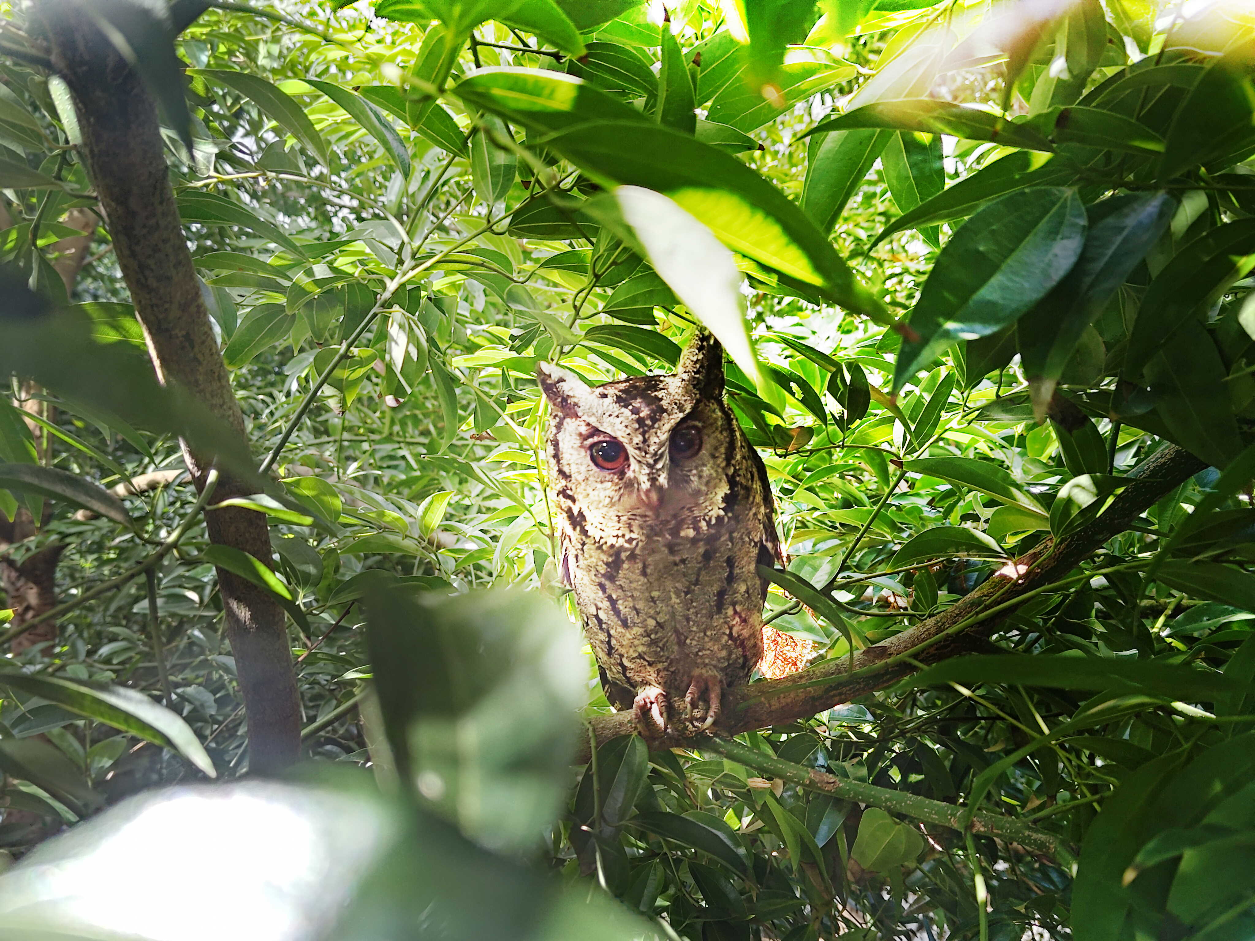 AUO is committed to promoting a net-zero, green lifestyle. Over the past 16 years, the company has planted over one million trees across its global facilities, transforming them into lush, forest-like environments that serves as habitats for various species, contributing to AUO’s efforts in creating eco-friendly fabs